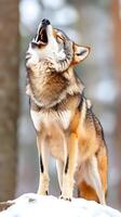 A close-up, eye-level shot of a coyote with its mouth open, howling towards the sky. photo