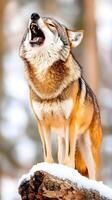 A captivating close-up of a wolf howling, perched atop a snow-covered log in a wintry forest. photo