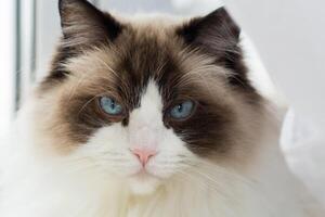 Portrait, close up of a beautiful ragdoll cat in a home environment photo