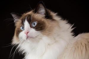 Portrait, close-up of a beautiful ragdoll cat , isolated on black background photo