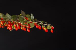 fresh red goji berries on a branch, isolated on black background photo