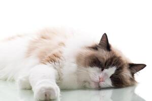 Pet. Happy beautiful Ragdoll cat isolated on white background photo