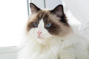 Domestic pet, Portrait of a beautiful Ragdoll cat in a home environment photo