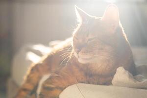 Lazy ginger cat resting in sunlight photo