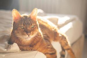 Lazy ginger cat resting in sunlight on the bed. photo