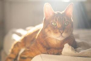 Lazy ginger cat resting in sunlight. photo