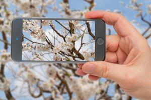 Spring flowering of apricot tree. Background for festive wedding card and wedding invitation. Photo smartphone. Smartphone in hand. White flowers on screen.