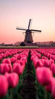 A tranquil springtime scene in the Netherlands with a windmill surrounded by vibrant tulip fields in shades of pink red and yellow under a clear sky photo