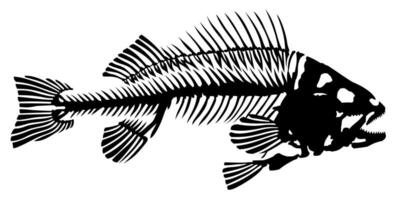 Skeleton of predatory sea fish. vector