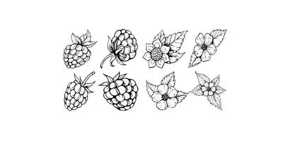 Raspberry berry with leaves, set of engraving style, floral elements, objects for design patterns, backgrounds vector