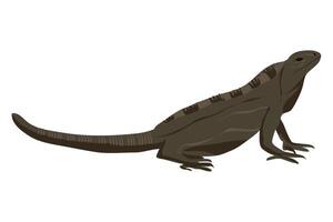 garrobo or Black spiny-tailed iguana in muddy brown color clipart vector