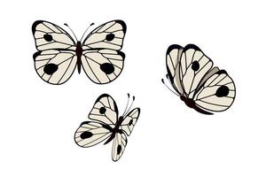 Day white butterfly Pieris brassicae family Pieridae. Set with different angles vector