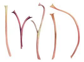 Tree berry flower or bush plant stem branch twig with no leaves hand drawn in watercolor, early spring, late autumn or winter. Botanical illustration element isolated on white. Wedding, florist shop. vector