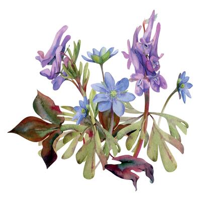 Spring forest flower, purple Corydalis pea vetch orchid Matthiola, blue hepatica forget-me-not, isolated botanical illustration hand drawn in watercolor. Florist shop, wedding stationery composition