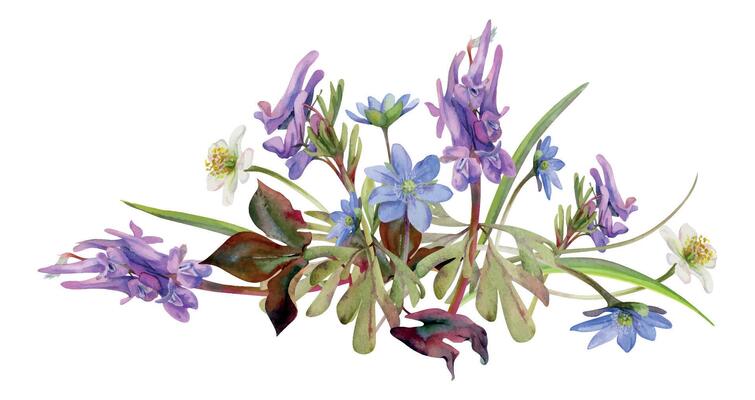 Spring forest flower, white anemone primrose, blue hepatica forget-me-not, purple Corydalis pea vetch orchid, isolated botanical illustration hand drawn in watercolor. Florist shop, wedding stationery