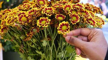 A Person Picking Bright and Colorful Yellow and Red Flowers in a Market video