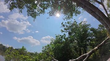 Sky with clouds and green leaf Timelapse video