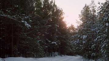 Soft sunlight filtering through snow blanketed pine trees, illuminating pristine winter woodland with gentle beams casting delicate shadows across serene forest landscape background video