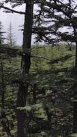 Pine Tree Drone View video