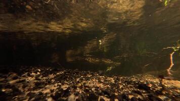 Underwater riverbed showing ripples and aquatic plants in shallow water video