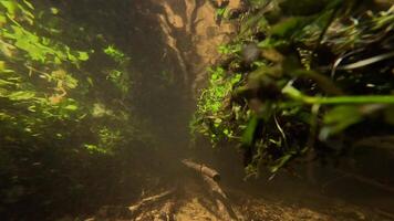 Underwater view of river plants and branches flowing in the current video