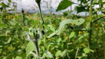 Close-up of vibrant flora in a lush field highlighting natural beauty and biodiversity video
