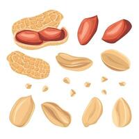 Set peanuts in shell, peeled peanut halves, crushed peanuts. For design projects, food packaging, advertising, or creating educational materials, ideal for use in food-related branding vector