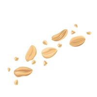 Peanuts. For design projects, food packaging, advertising, or creating educational materials, ideal for use in food-related branding vector