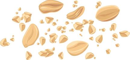 Peanuts. For design projects, food packaging, advertising, or creating educational materials, ideal for use in food-related brandings vector