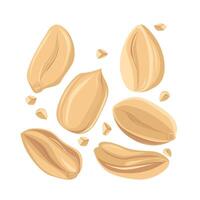 Peanuts. For design projects, food packaging, advertising, or creating educational materials, ideal for use in food-related branding, health-conscious products, or culinary-themed artwork vector