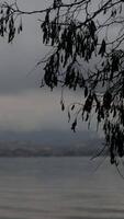 Sea and tree branches in cloudy sky video
