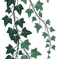 Ivy vines on a white background vector