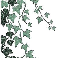 Ivy vines on a white background vector