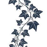 Ivy vine with leaves vector
