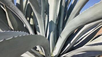 Exploring the intricate textures and forms of agave plants in vibrant landscapes video