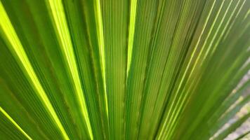 Close-up view of vibrant green palm leaf showcasing intricate texture and patterns video