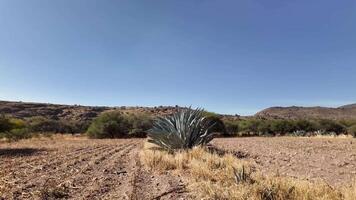 Expansive agave field under clear blue sky in arid landscape video