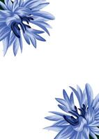 holiday invitation or greeting card template with a plant design of various cornflower on both sides vector