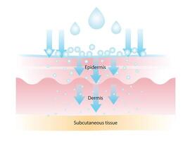 The different of molecular weight hyaluronic acid illustration. High molecular HA stay on surface to lock in moisture, medium helps to improve elasticity, low helps with deep hydration and plump. vector