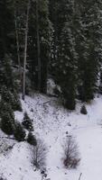 Deep in Snowy Junlge video