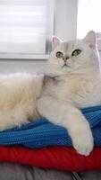 Curious cat relaxing on cozy knitted blankets indoors with alert expression video