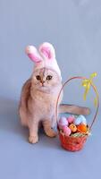 Cute white cat in hat with bunny ears and Easter basket with colorful eggs video