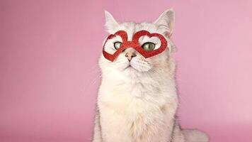 Head of a calm white cat in a red mask in the form of hearts,on pink background video