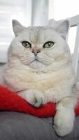 Curious cat's relaxed moment. observing with subtle movements in cozy setting video