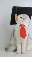 Sophisticated cat in graduation cap and tie displaying intellectual charm video