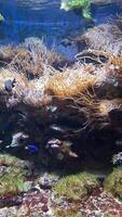 Vibrant marine life in motion amidst coral reef ecosystem video