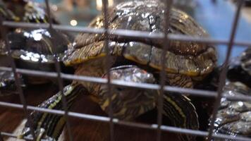 Curious turtles exploring behind bars in aquatic habitat sequence video