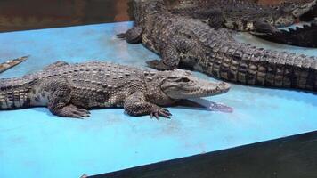 Alligator group resting by water on blue platform in reptile exhibit video