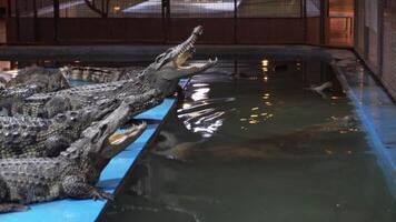 Crocodiles synchronously rush forward to feed video