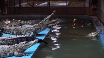 Crocodiles bask on platforms at night in a reptile enclosure video